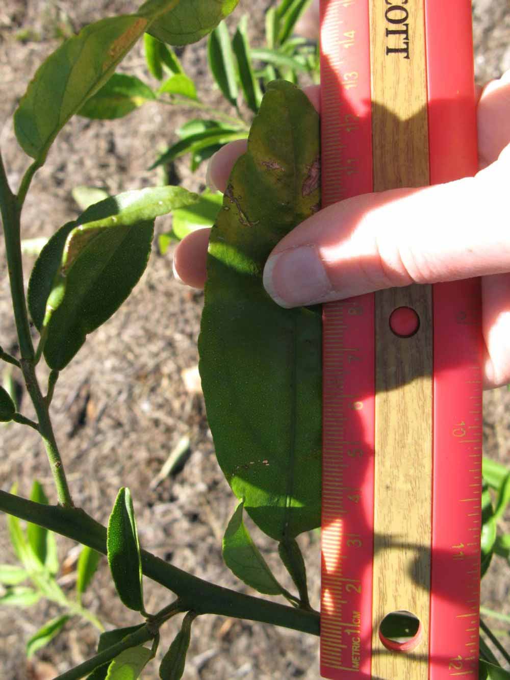              Unifoliolate leaf (Winter Haven, FL)       